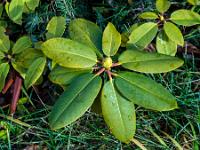 Rhododendron Knospe im Blätterkreis